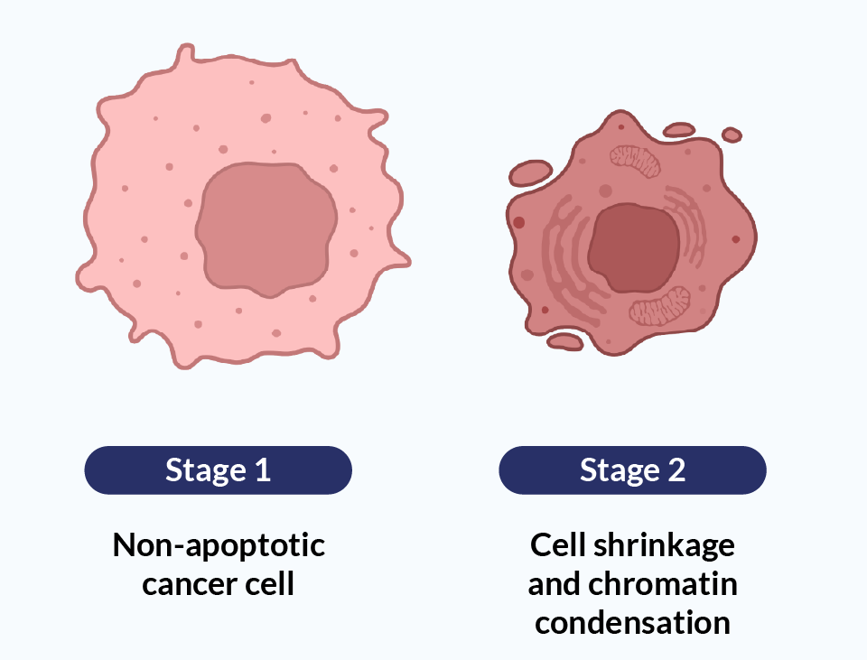 Stages one and two of ADC-induced cell death